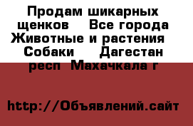 Продам шикарных щенков  - Все города Животные и растения » Собаки   . Дагестан респ.,Махачкала г.